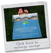 coarse fish for sale - tench
