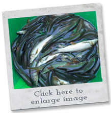 fish breeds - barbel