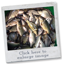 fish breeds - carp
