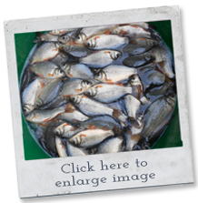 fish breeds - crucian