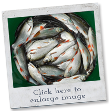 fish breeds - ide