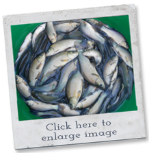 fish breeds - tench